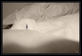 Blue belle